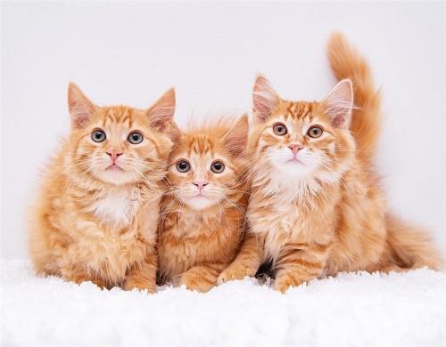 Отдам котят в добрые руки Беспородная, Рыжие котята мальчики в добрые руки. - Россия, Москва