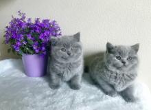 Kittens for sale british shorthair - Russia, Angarsk