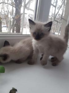 Продам котенка Священная бирма - Украина, Харьков. Цена 600 гривен