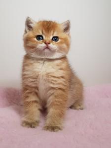 Продам котенка Британская кошка, Британская короткошёрстная золотого окраса - Украина, Мариуполь. Цена 1100 долларов
