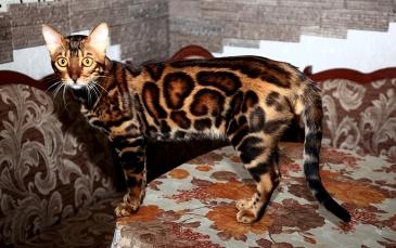 Ищу кошку для вязки Бенгальская кошка - Украина, Харьков. Цена 5000 гривен