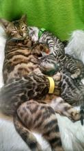 Kittens for sale bengal cat - United Kingdom, Cardiff. Price 12 €