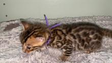 Kittens for sale bengal cat - United Kingdom, Belfast. Price 15 €