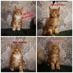 Продам котенка Мейн-кун - Беларусь, Брест. Цена 300 долларов