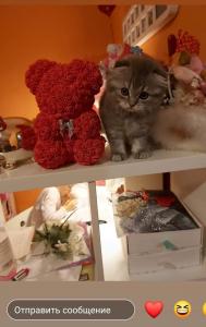 Продам котенка Скотиш фолд - Латвия, Добеле. Цена 450 евро