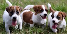 Puppies for sale jack russell terrier - Romania, Brasov