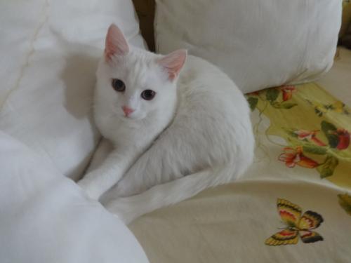 Продам котенка ,  као мани - Украина, Мариуполь. Цена 1500 гривен