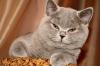 Продам котенка Казахстан, Усть-Каменогорск Британская кошка