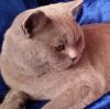 Ищу кошку для вязки Россия, Оренбург Британская кошка, короткошерстная