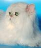 Продам котенка Греция, Афины Персидская кошка