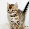 Продам котенка Россия, Московская область, Клин Бенгальская кошка