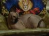Ищу кошку для вязки Россия, Краснодар, Лабинск Канадский сфинкс