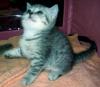 Продам котенка Россия, Краснодар, Краснодарский  Британская кошка