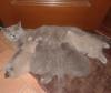 Продам котенка Украина, Полтава Британская кошка