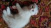 Продам котенка Узбекистан, Ташкент, Повсеместно Шотландская вислоухая