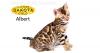 Продам котенка США, Нью-Йорк Бенгальская кошка