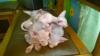 Продам котенка Беларусь, Витебск Канадский сфинкс