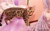 Продам котенка Украина, Винница Бенгальская кошка