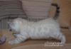 Продам котенка Россия, Обнинск, Обнинск Бенгальская кошка