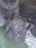 Продам котенка Россия, Московская область, Красногорск Британская кошка