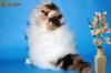 Продам котенка Украина, Северодонецк Экзотическая кошка