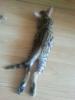 Продам котенка Россия, Челябинск Бенгальская кошка