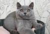 Продам котенка Россия, Саранск Британская кошка