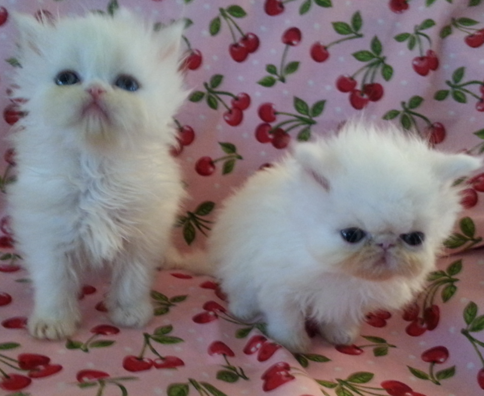 Kittens for sale USA, Arizona, Tempe Persian, Persian