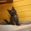 Kittens for sale USA, Washington, Bellevue Maine Coon, Main Coon