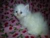 Kittens for sale USA, West Virginia, CHARLESTON  Persian, Persian