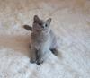 Продам котенка Россия, Севастополь Британская кошка