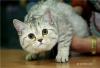 Продам котенка Россия, Кемерово Британская кошка