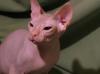 Ищу кошку для вязки Украина, Львов Канадский сфинкс