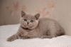 Продам котенка Украина, Винница Британская кошка