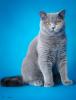 Продам котенка Россия, Самара Британская кошка