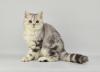 Продам котенка Россия, Кострома Британская кошка