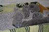 Продам котенка Украина, Киев Британская кошка