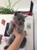 Продам котенка Россия, Ставрополь Британская кошка