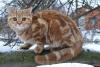 Продам котенка Украина, Харьков Британская кошка