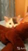Отдам котят в добрые руки Россия, Кемерово Сибирская кошка