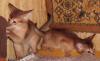 Продам котенка Россия, Москва Абиссинская кошка