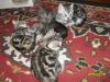 Продам котенка Россия, Московская область, серпухов Британская кошка