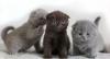 Kittens for sale Greece, Athens Scottish Fold