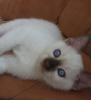 Продам котенка Украина, Запорожье Тайская кошка