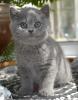 Продам котенка Россия, Хабаровск Британская кошка
