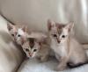 Kittens for sale Russia, Orenburg Tonkinese