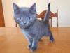 Cats free Estonia, Narva Russian Blue