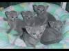 Kittens for sale Belarus, Grodno Russian Blue