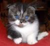 Cats free Germany, Stuttgart Scottish Fold