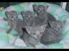 Kittens for sale Russia, Moscow Russian Blue
